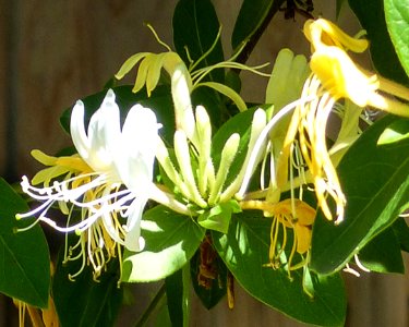 Honeysuckle