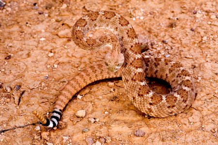 Crotalus atrox