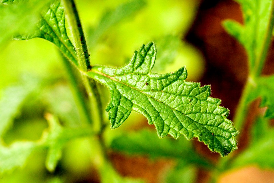 Verbena neomexicana var. neomexicana