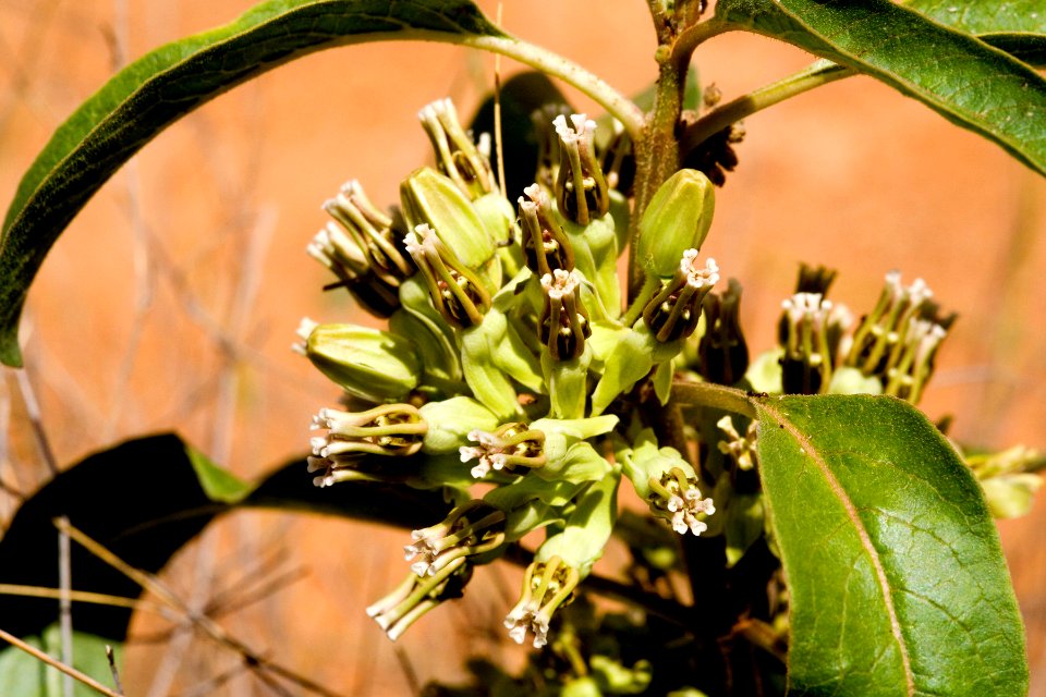 Asclepias oenotheroides