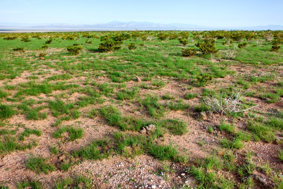 West bajada of the San Andres Mountains