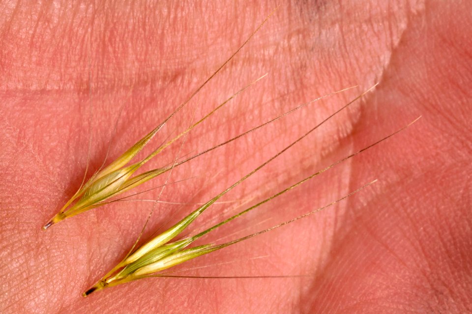 Hordeum murinum