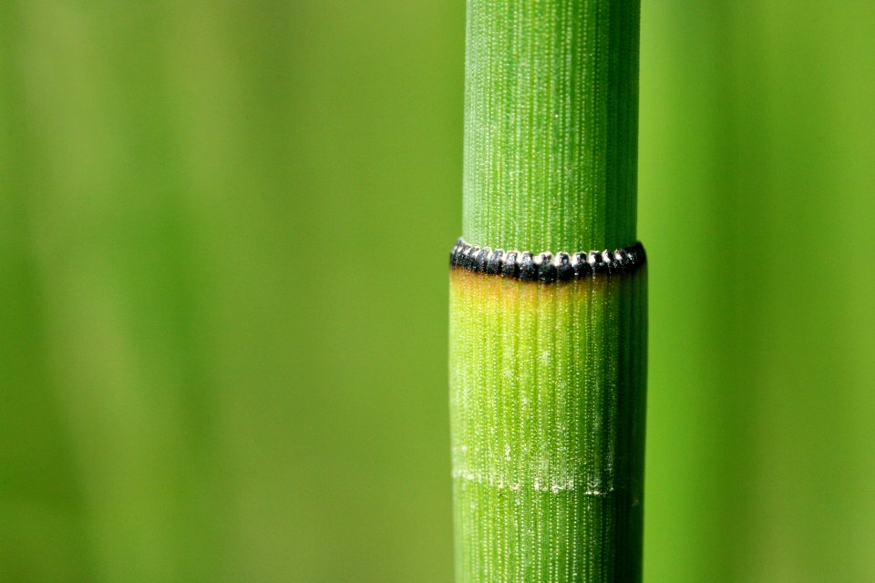 Equisetum laevigatum