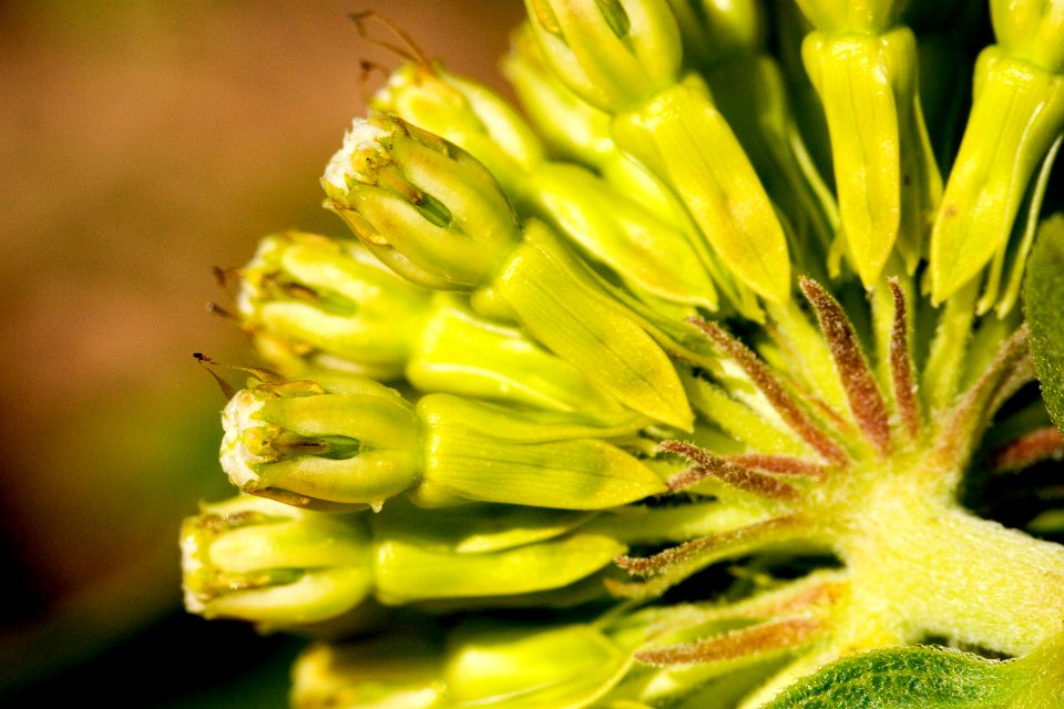Asclepias viridiflora