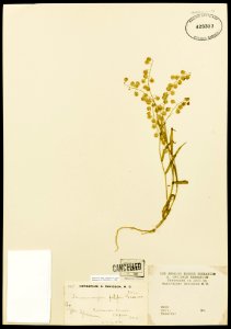 Thysanocarpus filipes