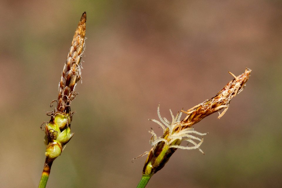Carex oreocharis