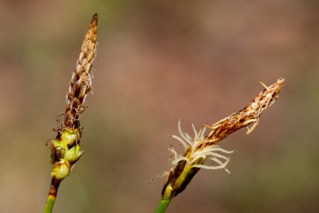 Carex oreocharis