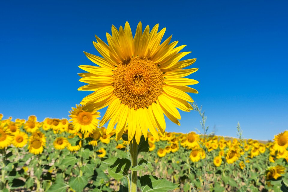 Flowers nature yellow