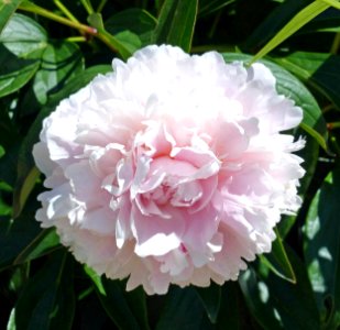 Peony photo