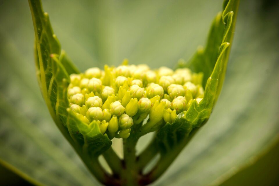 Bloom fresh green