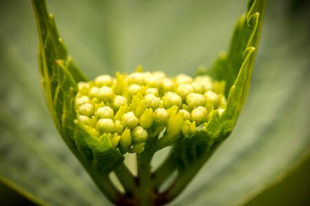 Bloom fresh green