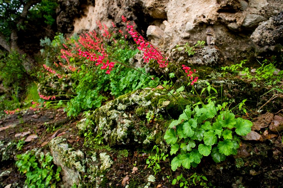 Heuchera sanguinea