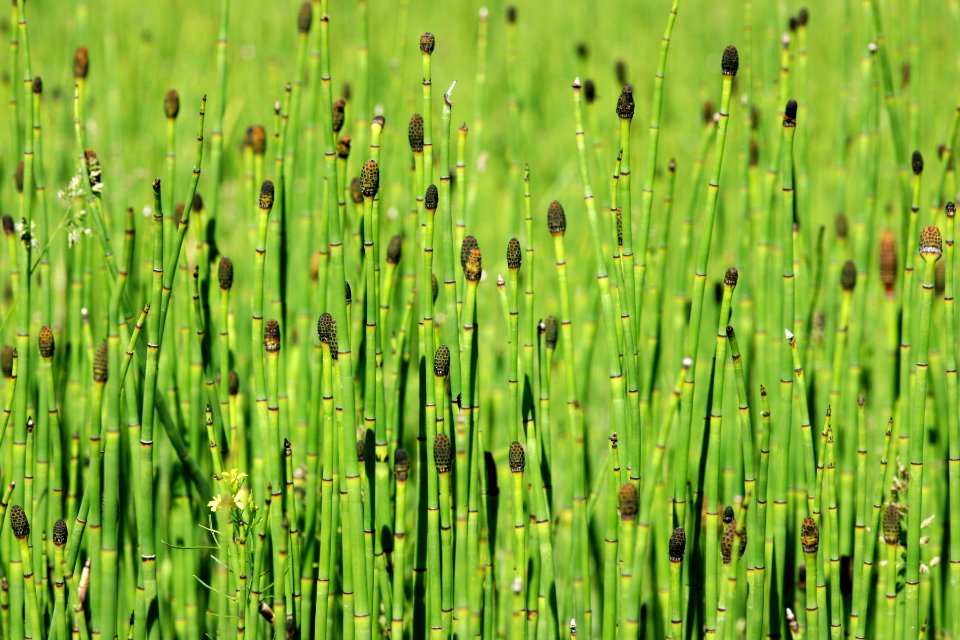 Equisetum laevigatum