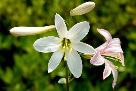Lilium washingtonianum