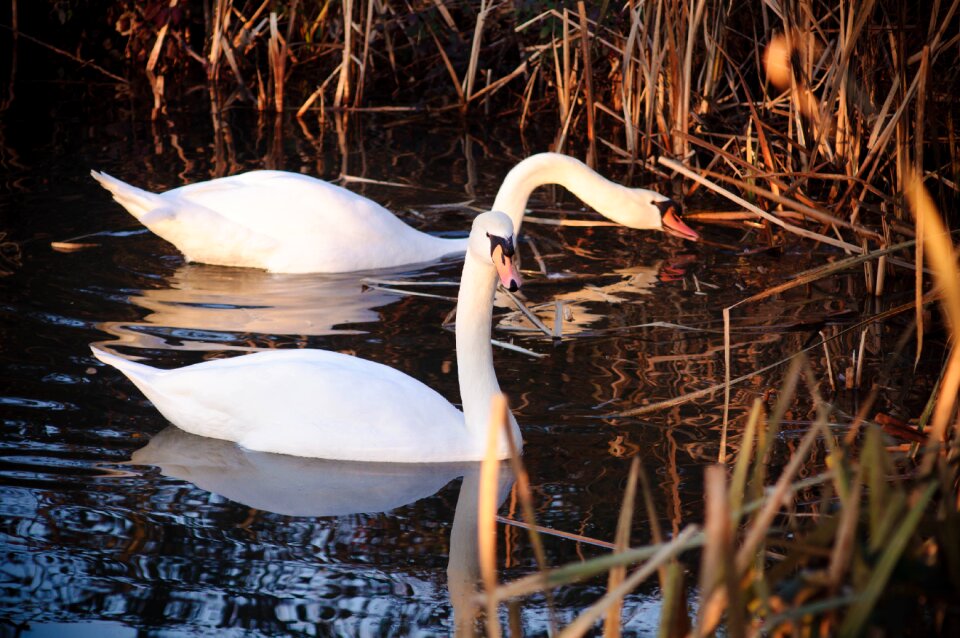 Water animals nature