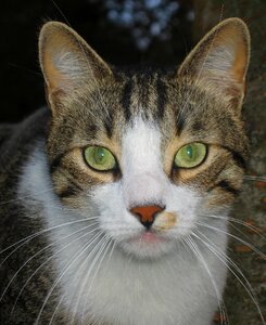 Pet nature animal