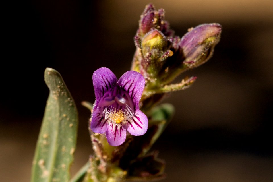 Penstemon breviculus