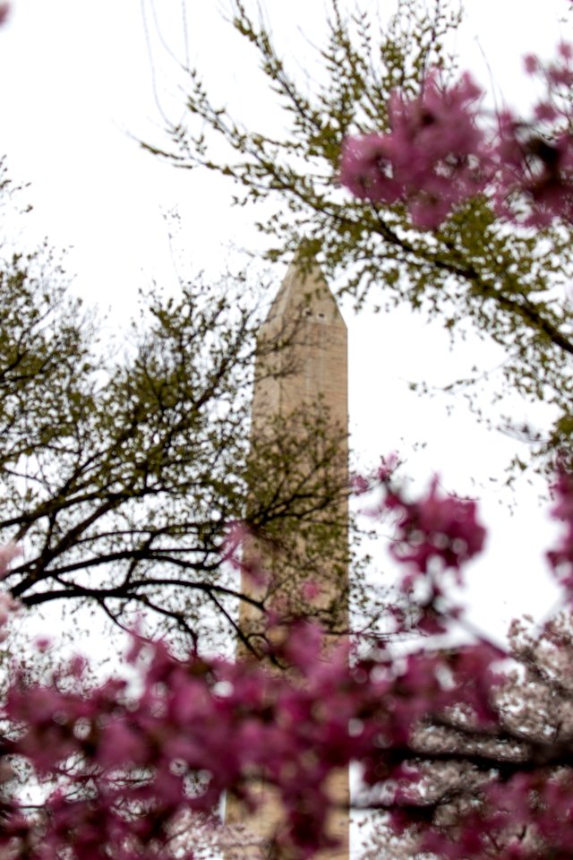 CherryBlossomDC2019-22.jpg