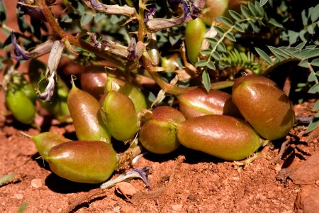 Astragalus crassicarpus