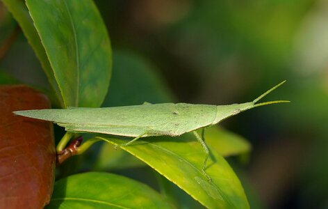 Insect bug antenna