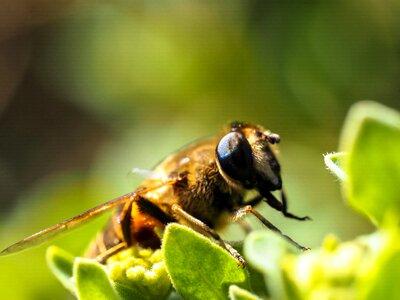 Macro close up nature