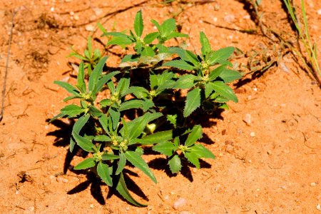 Euphorbia exstipulata var. lata