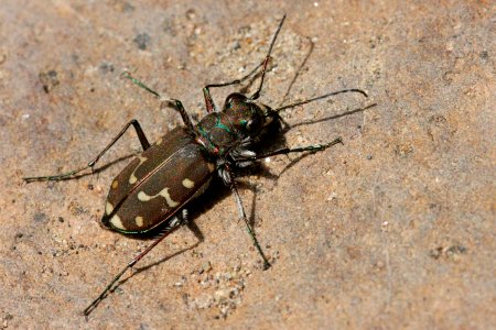 Cicindela oregana
