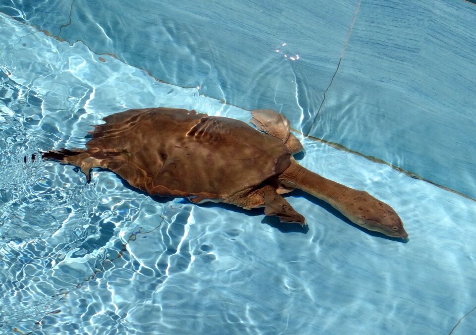 Tortoise shell species