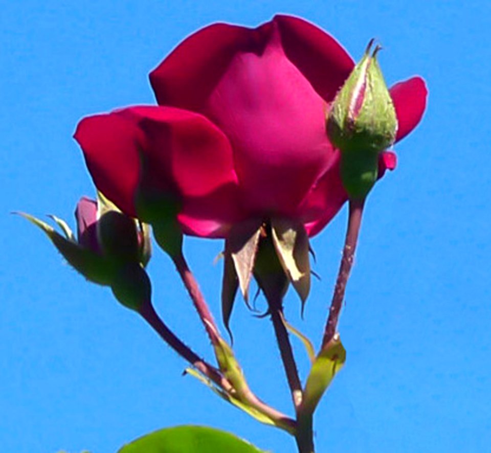 Red Rose