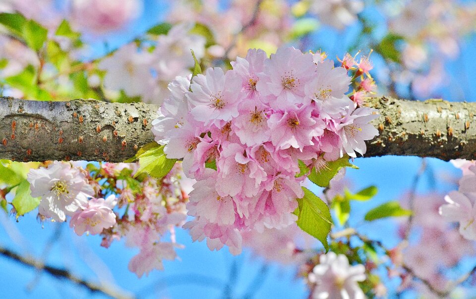 Spring pink blossom