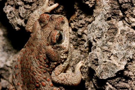 Bufo punctatus