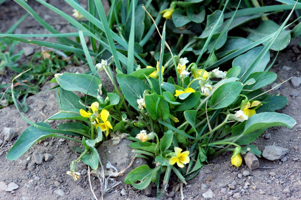 Viola praemorsa