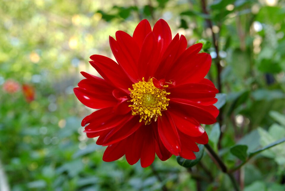 Petals red yellow