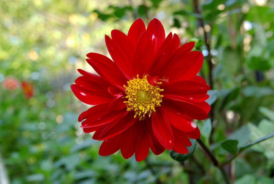 Petals red yellow photo