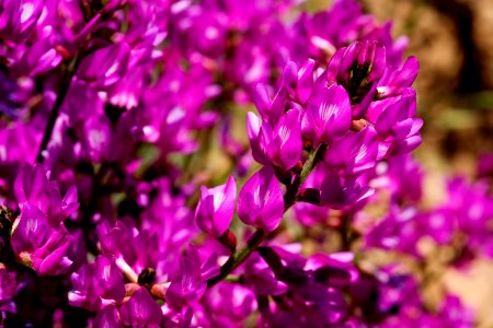 Astragalus coltonii var. moabensis