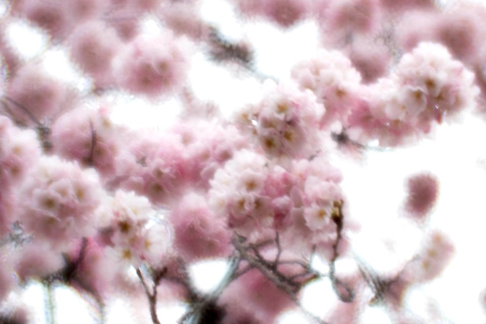 CherryBlossomDC2019-49.jpg