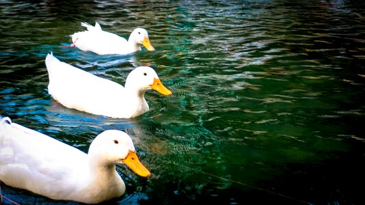 Mallard swim peaceful