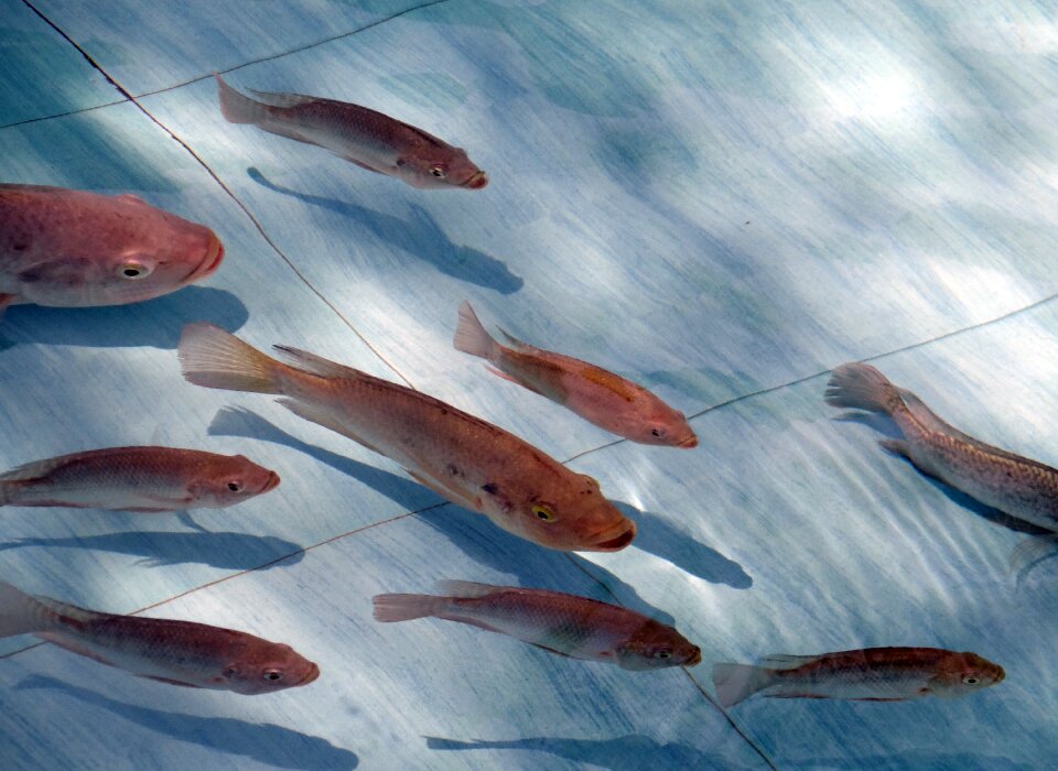 Fauna fresh water aquatic