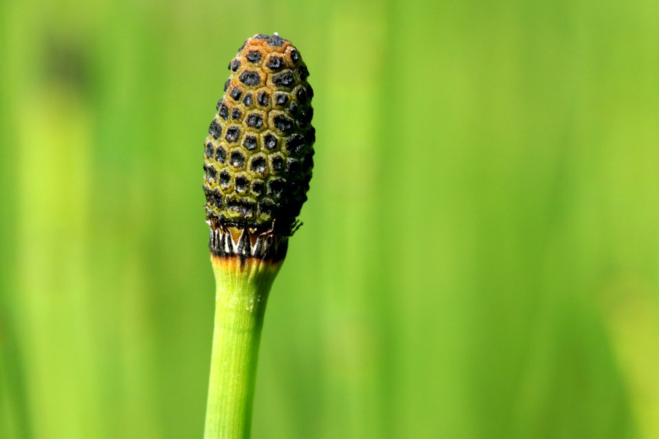 Equisetum laevigatum