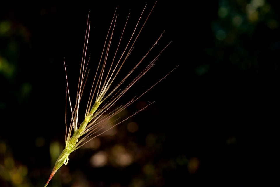 Aegilops triuncialis