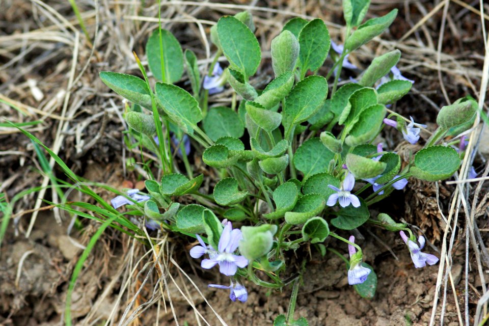 Viola adunca