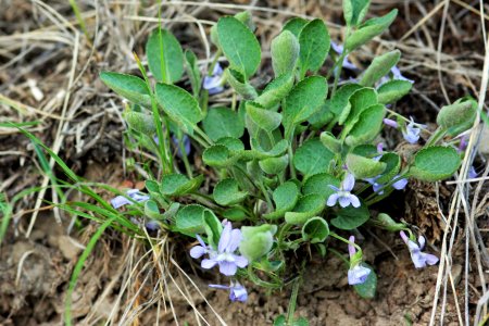 Viola adunca
