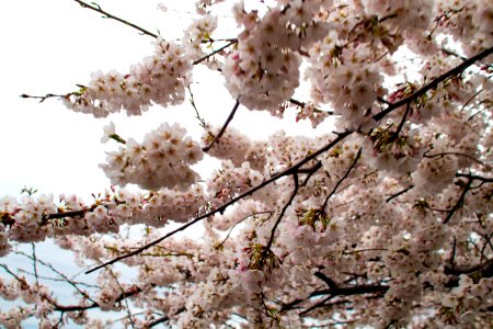 CherryBlossomDC2019-1.jpg