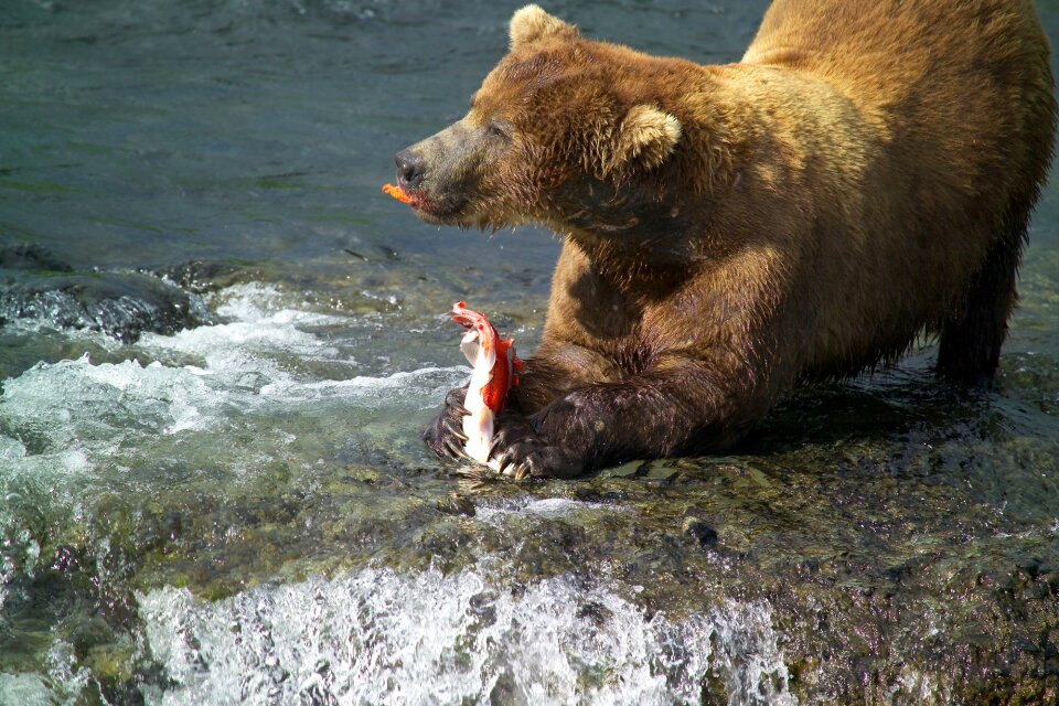 Salmon ursus predator