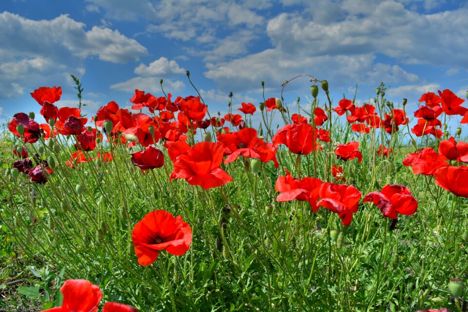 Flower blooming poppy