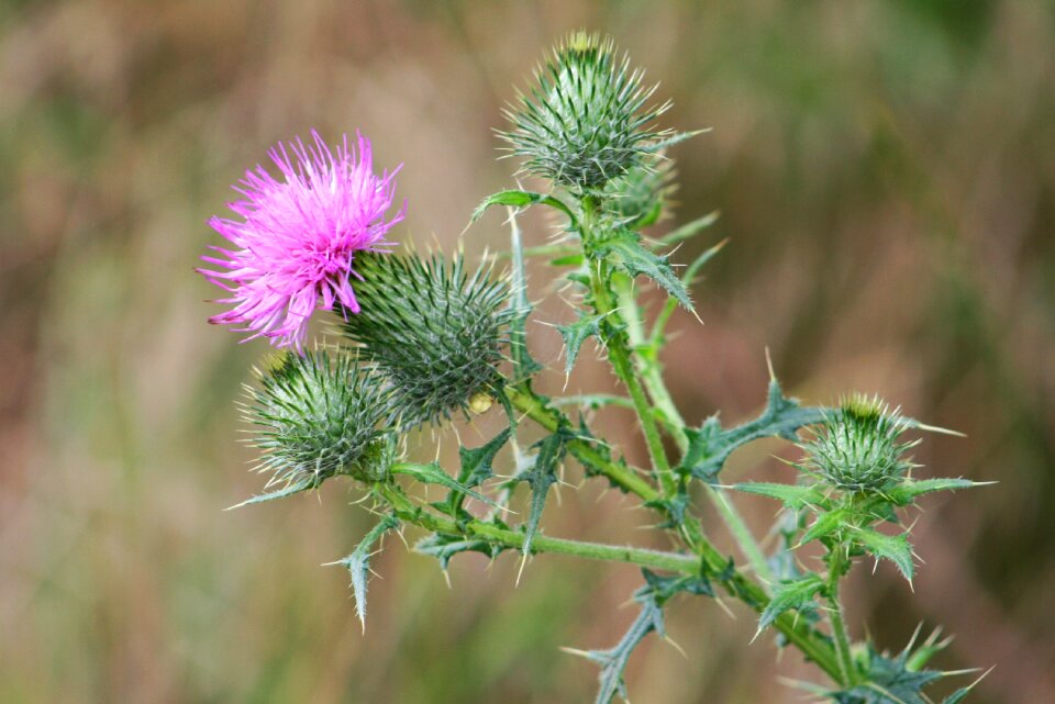 Plant carduus acanthoides thistle