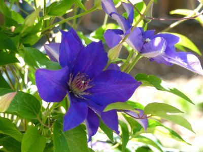 Clematis