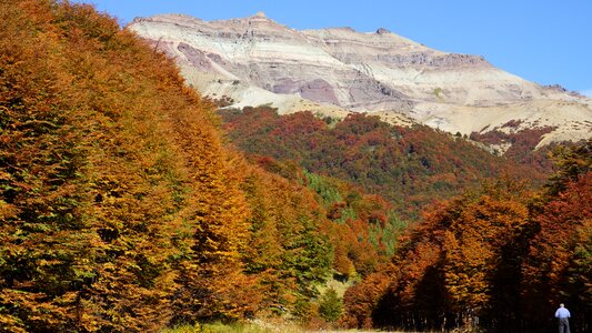 Autumn forest fall