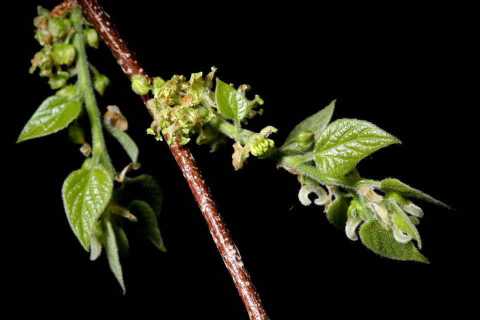 Celtis reticulata