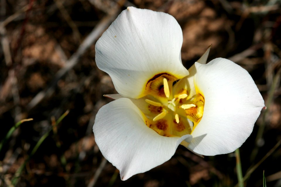 Calochortus nuttallii